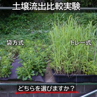 屋上緑化システム常緑キリンソウ袋方式とトレー式の雑草繁茂実験対決