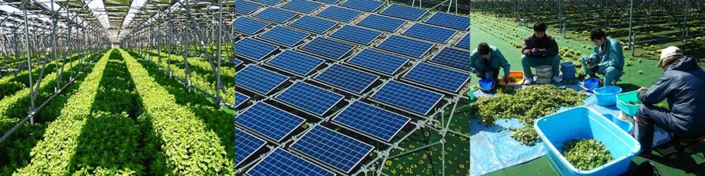 常緑キリンソウSDGsへの取組：ソーラーシェアリングで常緑キリンソウの生産
