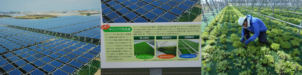常緑キリンソウ：ソーラーパネルの下で常緑キリンソウを栽培