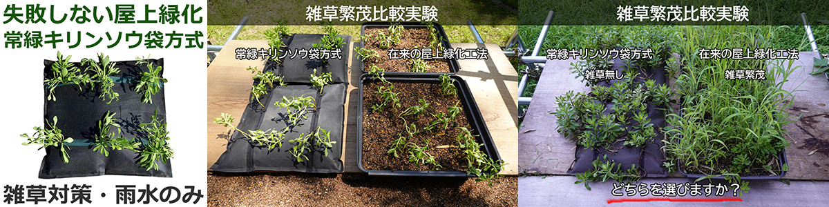 常緑キリンソウ袋方式とは、50cm角の袋状ユニットに常緑キリンソウ苗6本を植栽し、防草シートで覆った薄層型屋上緑化システムで、トレー式屋上緑化との雑草繁茂比較実験ではトレー式に雑草が多く繁茂している様子を3枚の写真で示した画像